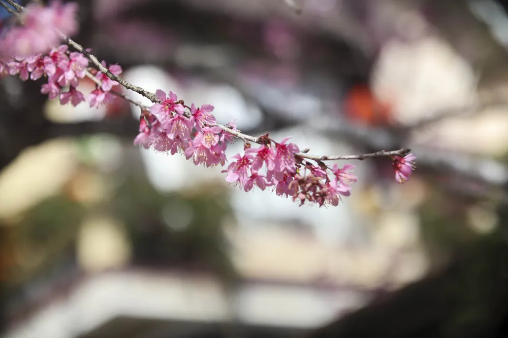 hoa mai anh đào_9.JPG