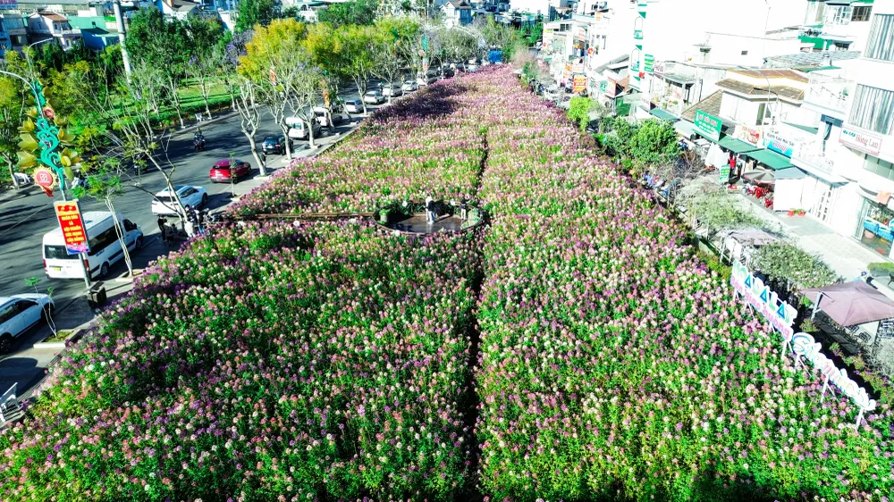 hoa túy điệp_11.jpg