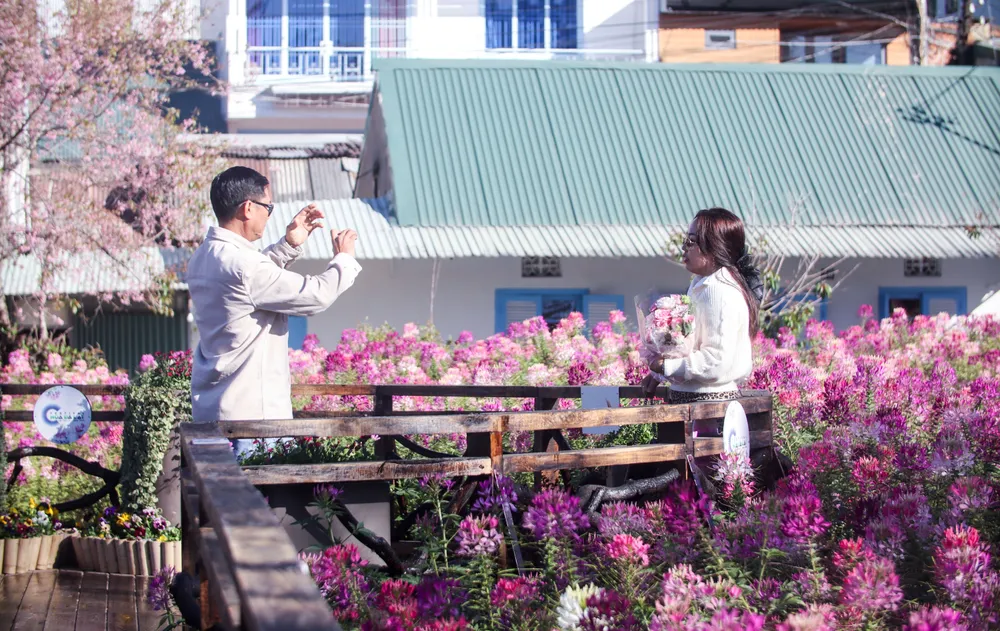 hoa túy điệp_18.jpg