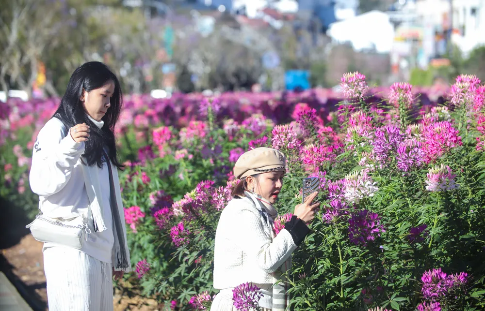 hoa túy điệp_22.jpg