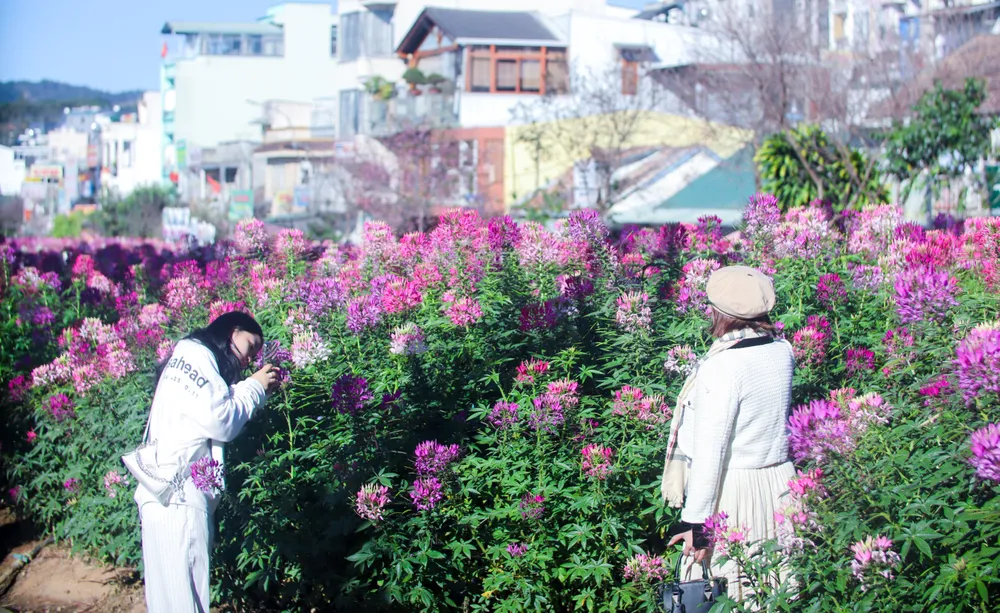 hoa túy điệp_23.jpg