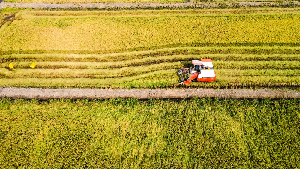 Lúa chín vàng trên cánh đồng thuộc xã Long Thạnh (huyện Thủ Thừa) đang vào vụ mùa dưới nắng gay gắt. Nông dân không phải gặt bằng tay mà thuê máy gặt đập liên hợp với giá cả phải chăng. cánh đồng lúa (11).jpg