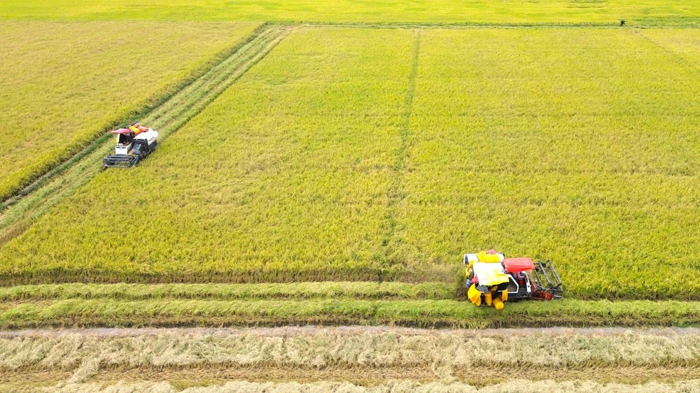 Trên cánh đồng lúa máy gặt đập liên hợp đang tất bật thu hoạch. cánh đồng lúa 16.JPG