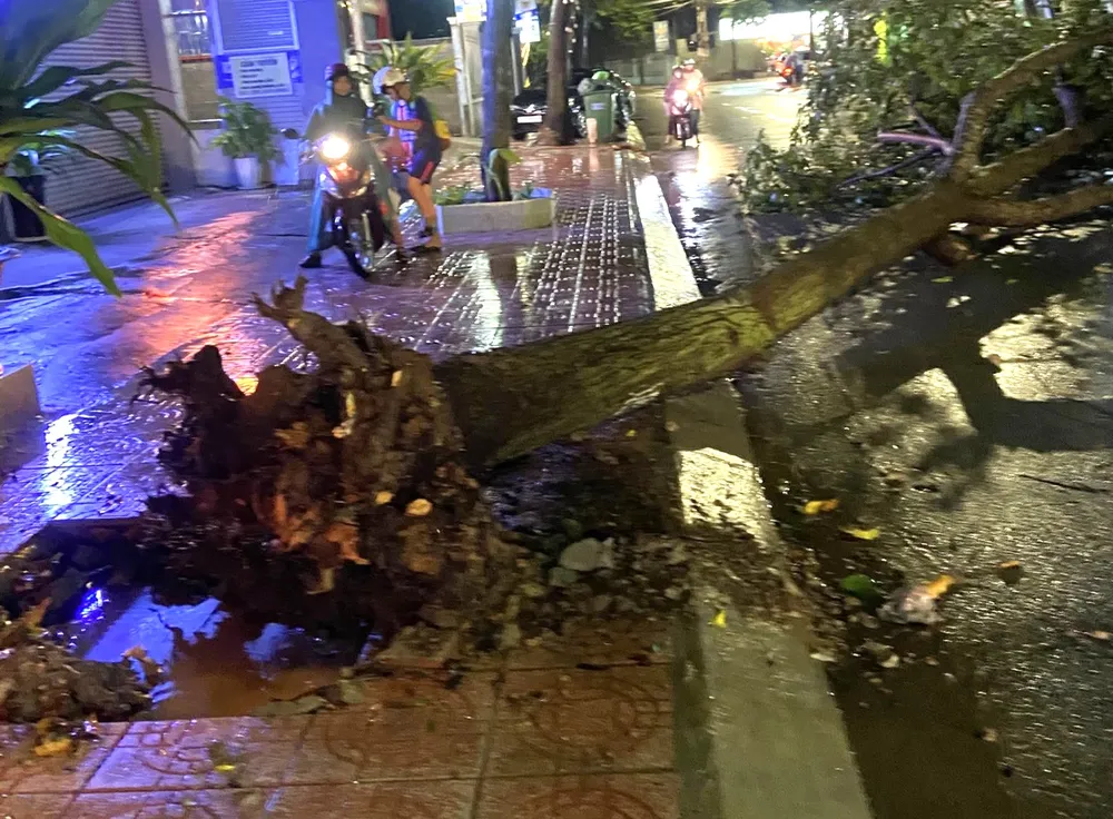 hàng cây xanh 3.jpg