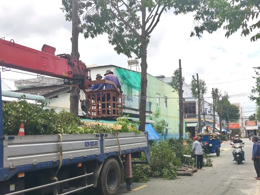 hàng cây xanh 1.jpg