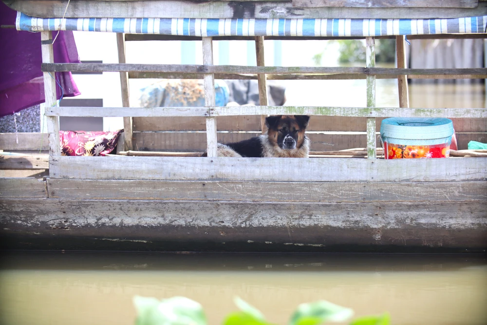 Đồng Tháp Mười 7.JPG