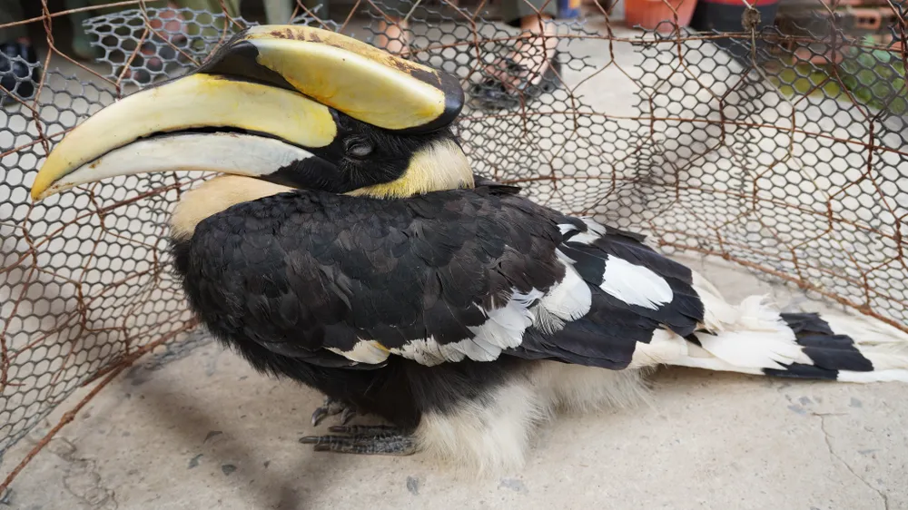 chim Hồng hoàng (1).jpg