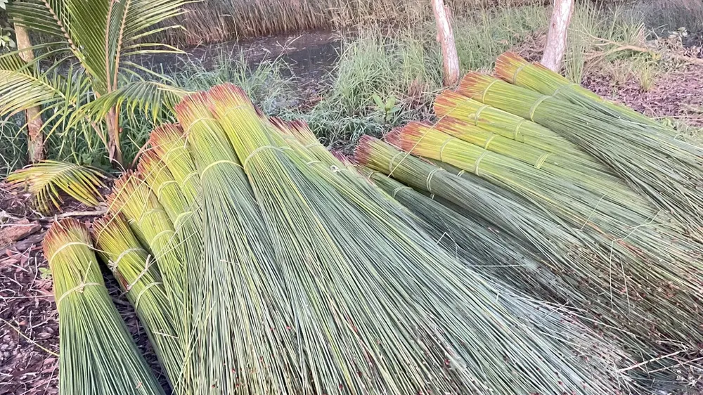 thu hoạch cỏ bàng 1.jpg