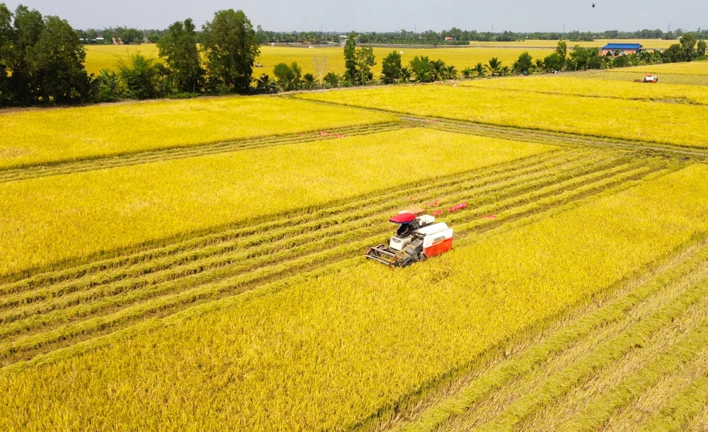 thu hoạch lúa 10.JPG