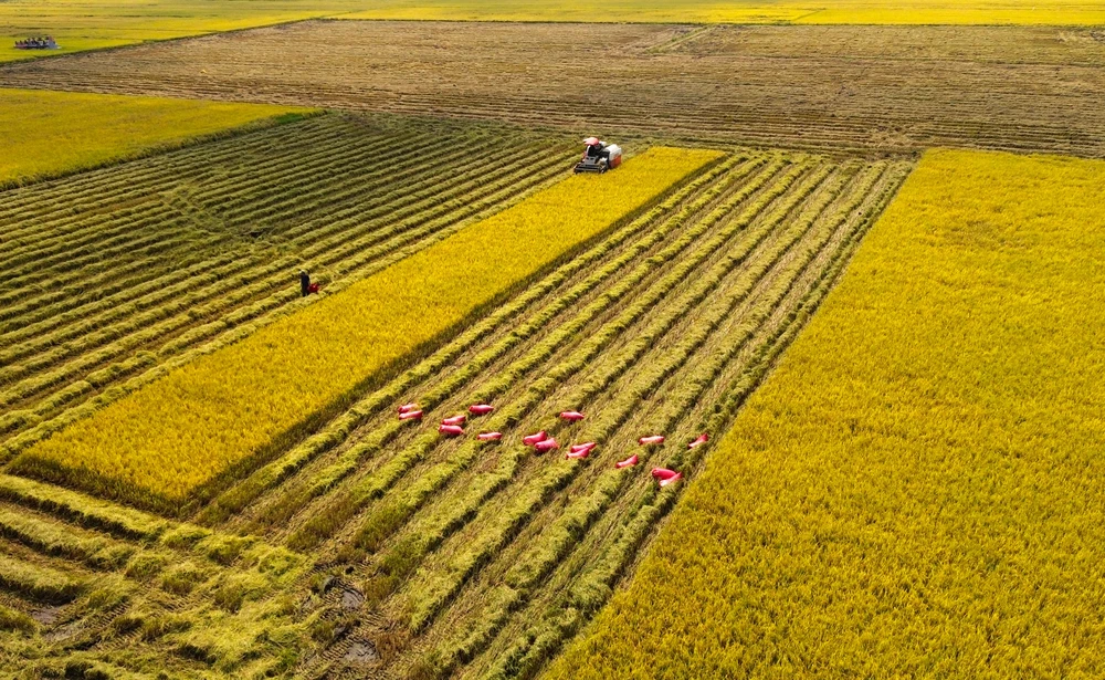 thu hoạch lúa 11.JPG