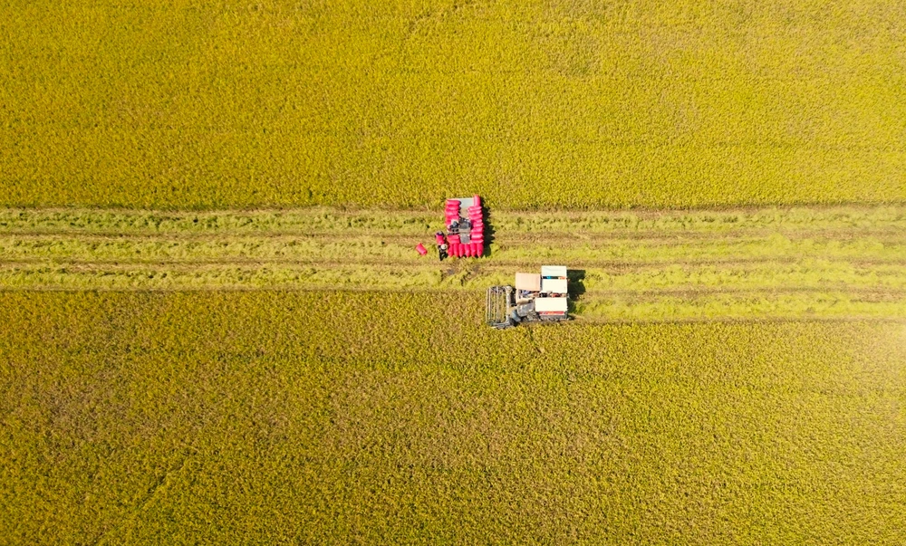 thu hoạch lúa 14.JPG