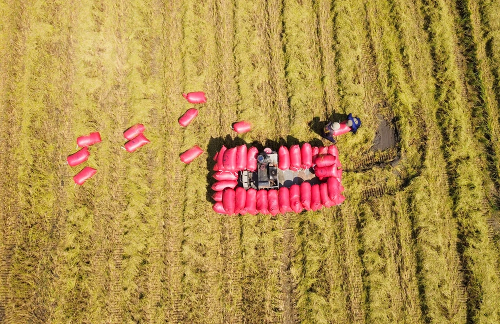 thu hoạch lúa 15.JPG