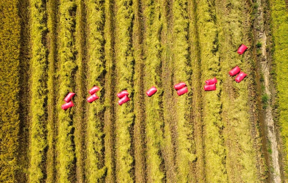 thu hoạch lúa 4.JPG