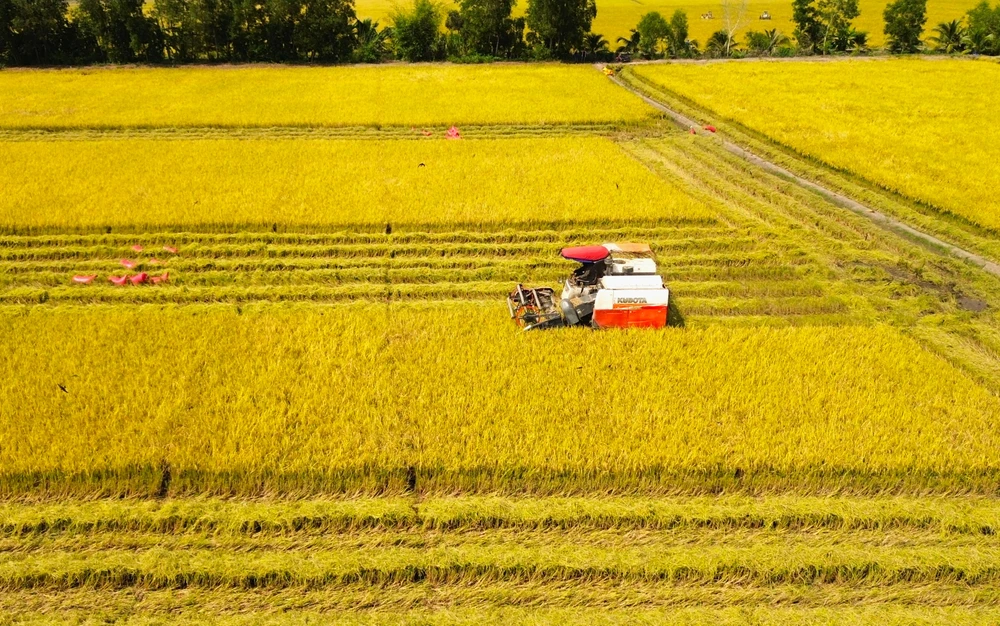 thu hoạch lúa 9.JPG