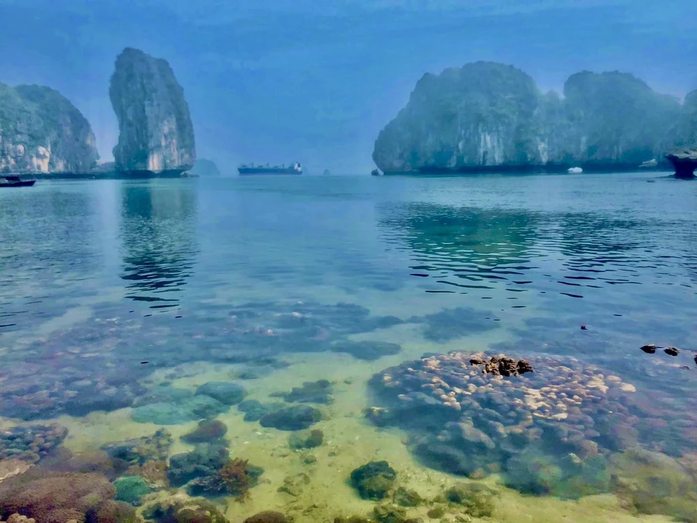 Những rặng san hô tự nhiên Ảnh : QUANG TRẦN