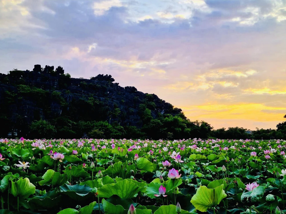 Hồ sen được chụp lúc bình minh. Ảnh : LÂM HY