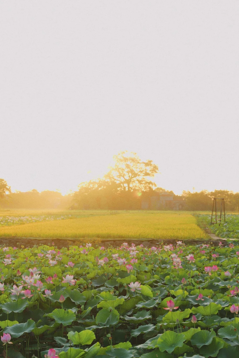 Và hồ sen chiều hoàng hôn Ảnh: MAI SAN