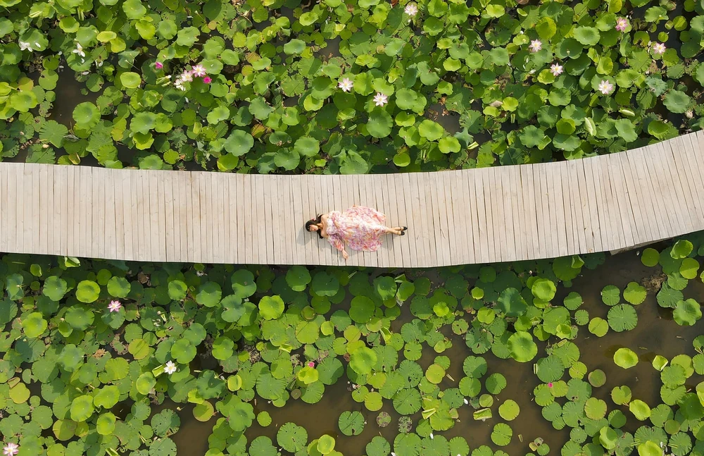 Hồ sen nhìn từ trên cao. Ảnh : HẠNH HẠNH