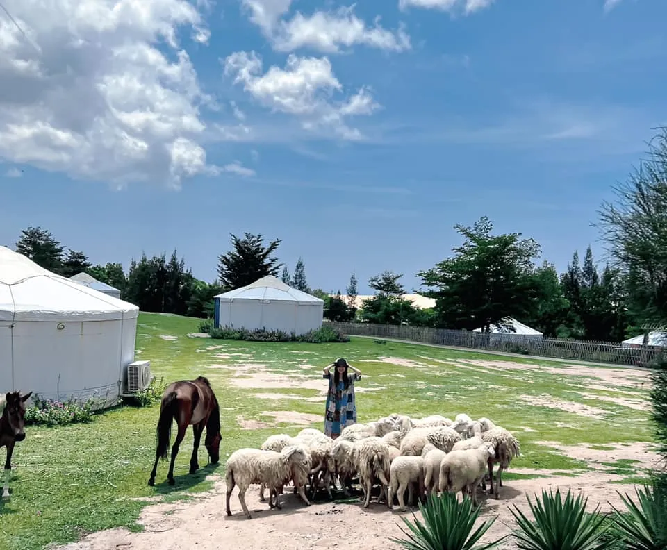 Những chú cừu ở đây rất mến khách. Ảnh: QUỲNH PHƯƠNG.