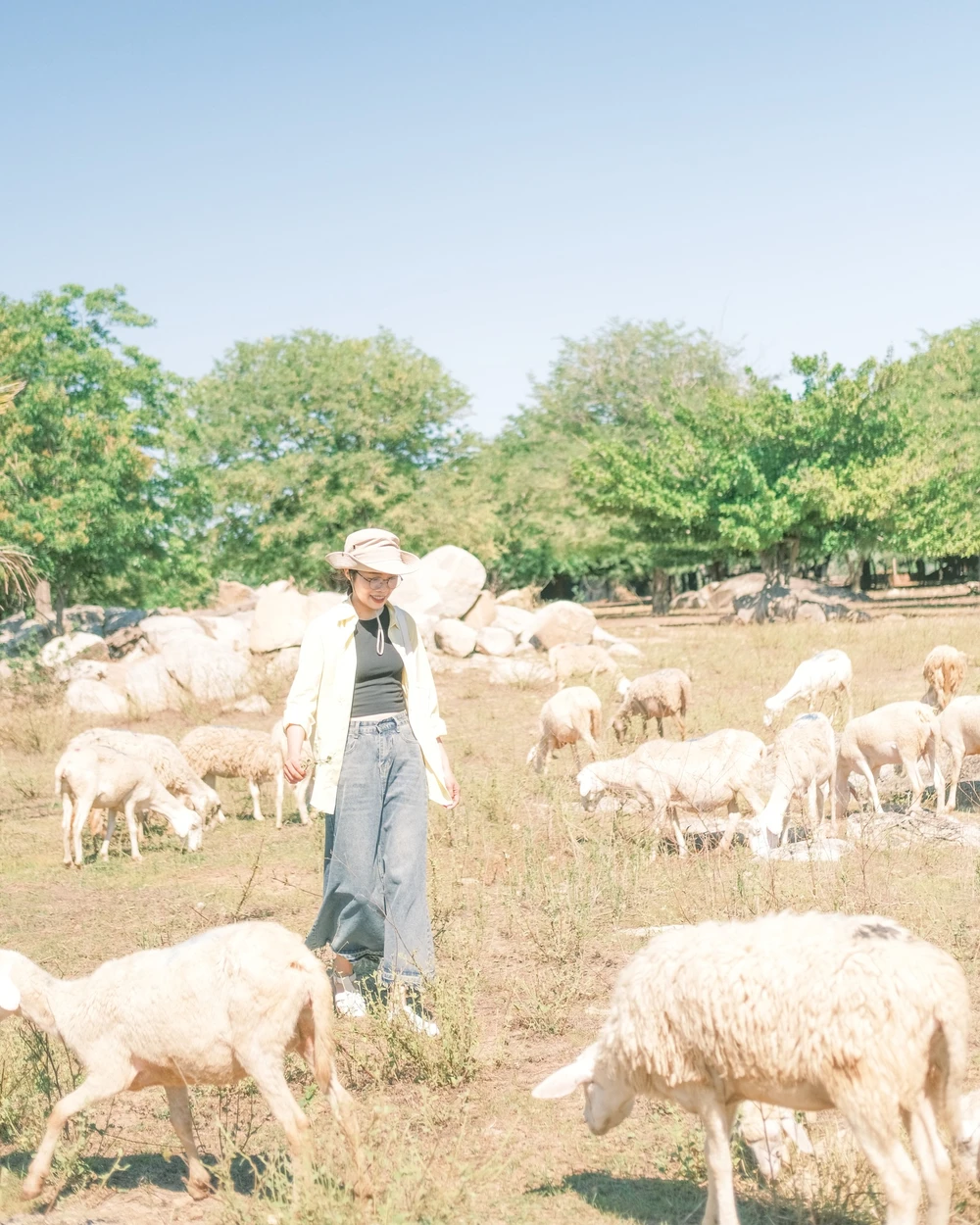 Những đàn cừu trắng xinh đẹp ở đồng cừu An Hòa. Ảnh: QUỲNH PHƯƠNG.