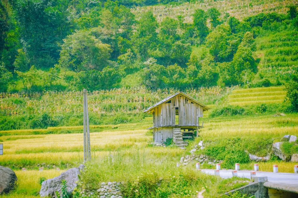 Cảnh đẹp đến nao lòng ở Nậm Cang mùa lúa chín Ảnh : NGỌC LÂM