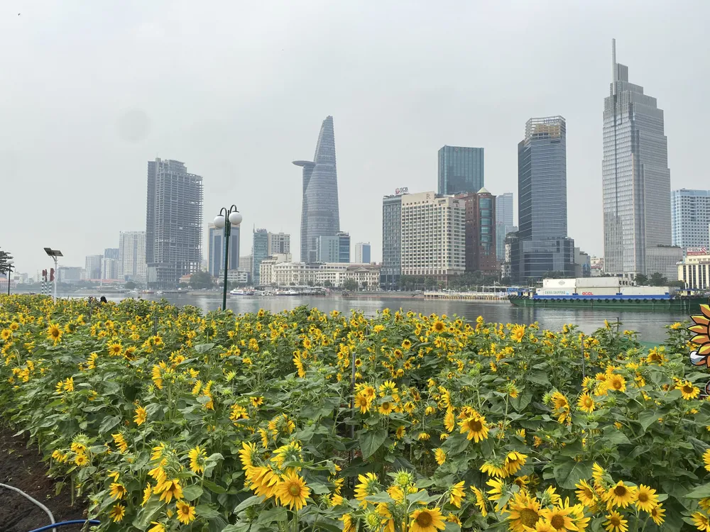 View tại vườn hoa hướng dương bờ sông Sài Gòn khá bắt mắt. Ảnh: HOÀNG HIẾU.