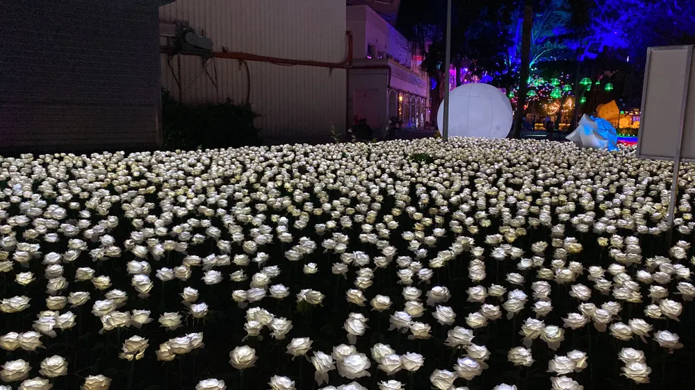 Vườn hoa hồng trắng cực đẹp tại công viên ánh sáng. Ảnh: HOÀNG HIẾU.