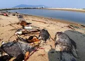 Cá chết hàng loạt dọc bờ biển Đà Nẵng do nước xả thải