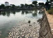 Hàng tấn cá chết nổi trắng hồ, bốc mùi giữa trung tâm Đà Nẵng