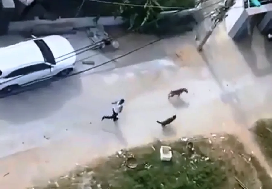 Thảo thả hai con chó qua cắn hàng xóm. Ảnh cắt từ clip