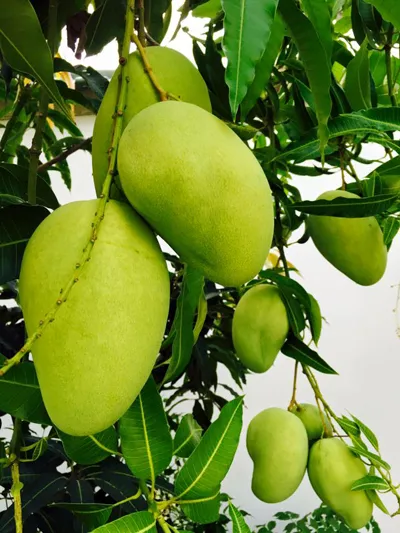 Biệt thự nhà vườn ngập hoa quả của diễn viên Việt Trinh ảnh 17