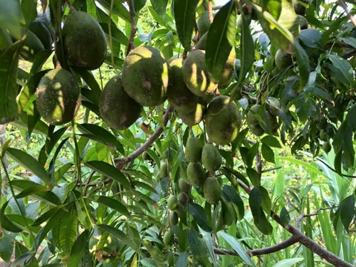 Biệt thự nhà vườn ngập hoa quả của diễn viên Việt Trinh ảnh 5