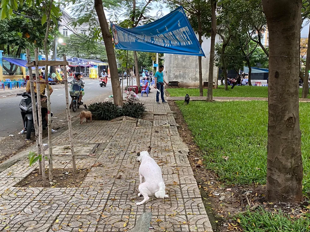 Chó thả rông không đeo rọ mõm, phóng uế bừa bãi gây mất vệ sinh nơi công cộng. Ảnh: TÚ NGÂN Chó thả rông không đeo rọ mõm, phóng uế bừa bãi gây mất vệ sinh nơi công cộng. Ảnh: TÚ NGÂN