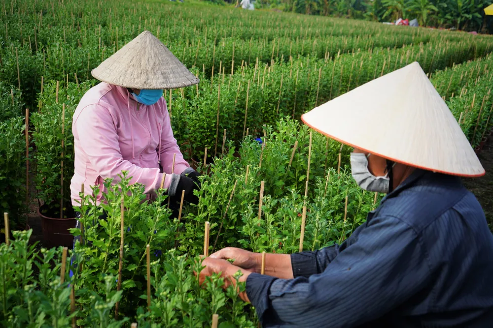 Một số chủ vườn hoa tại đây cũng cho biết, năm nay giá vật tư tăng cao nhưng các nhà vườn vẫn chưa quyết định giá bán vì còn phải tham khảo giá thị trường xem thế nào.