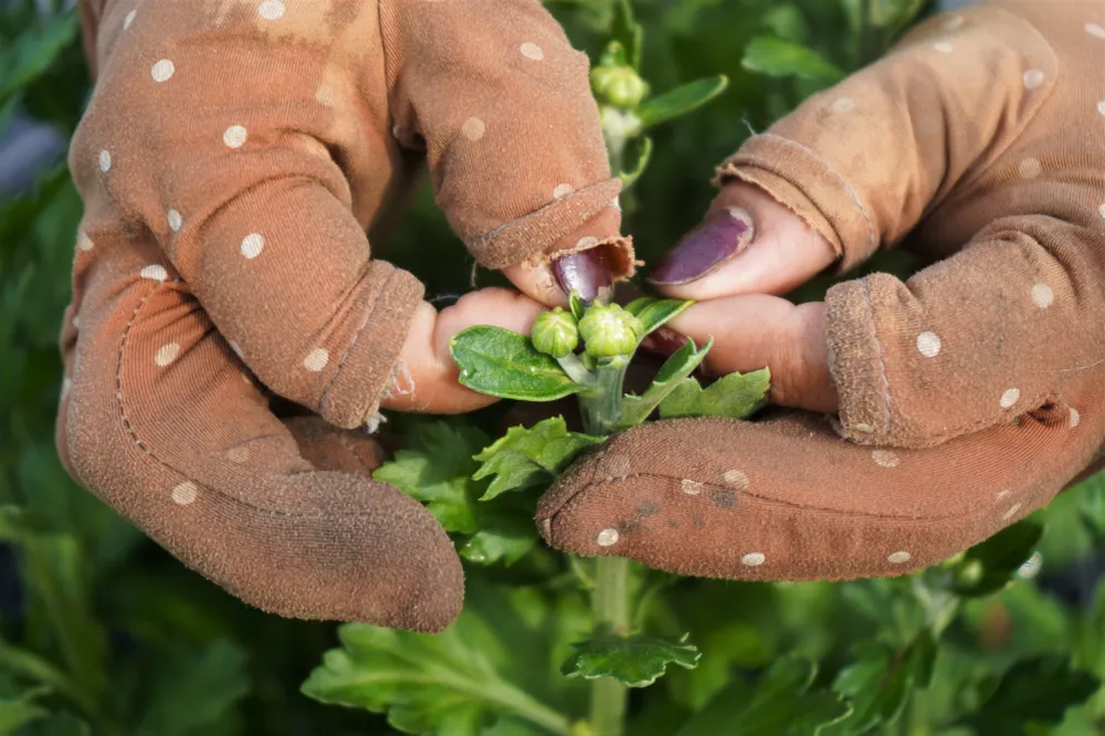 Tuy là công việc thời vụ nhưng đòi hỏi sự cẩn thận và tỉ mỉ. Tất cả nụ hoa đều phải được ngắt bằng tay để tránh làm hỏng, ảnh hưởng đến nụ hoa chính.