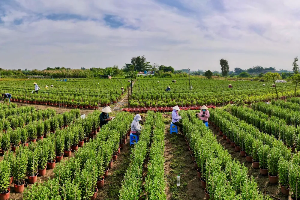 Các nhà vườn cho biết thêm, hằng năm khoảng từ ngày 15 đến 20 tháng Chạp (Âm lịch) sẽ có nhiều thương lái đến xem hoa và mua hàng.