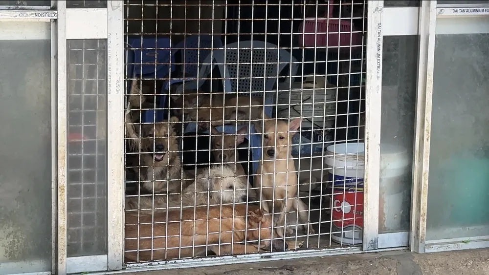 Trước đó, UBND phường 9, quận 4 cũng đã vận động di dời đàn chó hoặc san sẻ đàn chó cho các trạm nuôi chó mèo, nhưng chủ nhà không đồng ý. Ảnh: HT