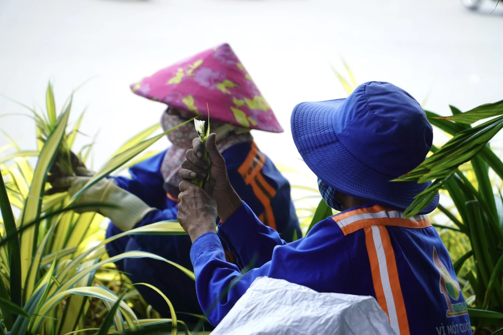 Vào những ngày này, những chiếc nón lá, nón tai bèo là một trong những vật dụng không thể thiếu của những công nhân làm việc ngoài trời. Ảnh: HUỲNH THƠ