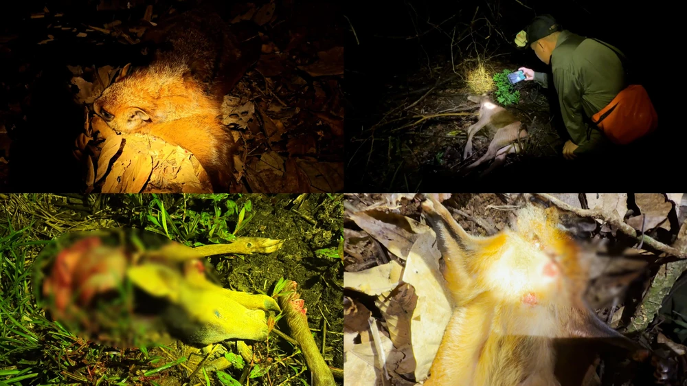 Vườn quốc gia Cát Tiên.jpeg