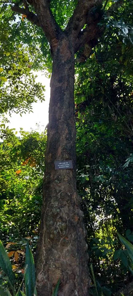 Cây cao su gần ngôi mộ Yersin. Ảnh: CDT