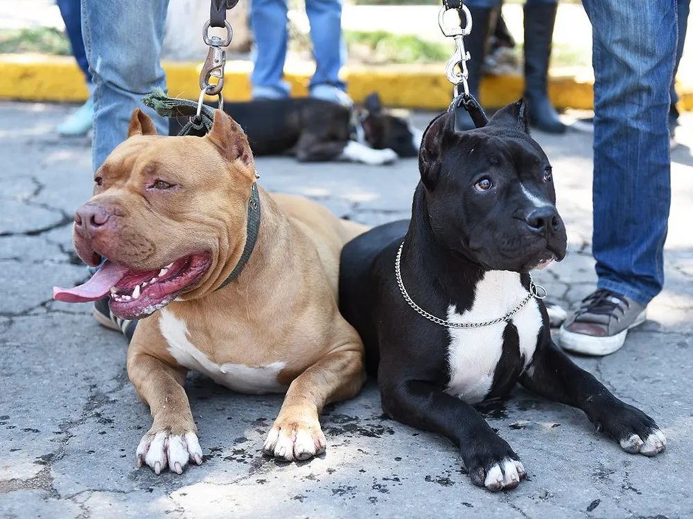 Thành phố Canada cấm nuôi chó Pit Bull ảnh 2 Các chú chó Pit Bull nuôi bất hợp pháp sẽ bị giết bằng hình thức không đau đớn.