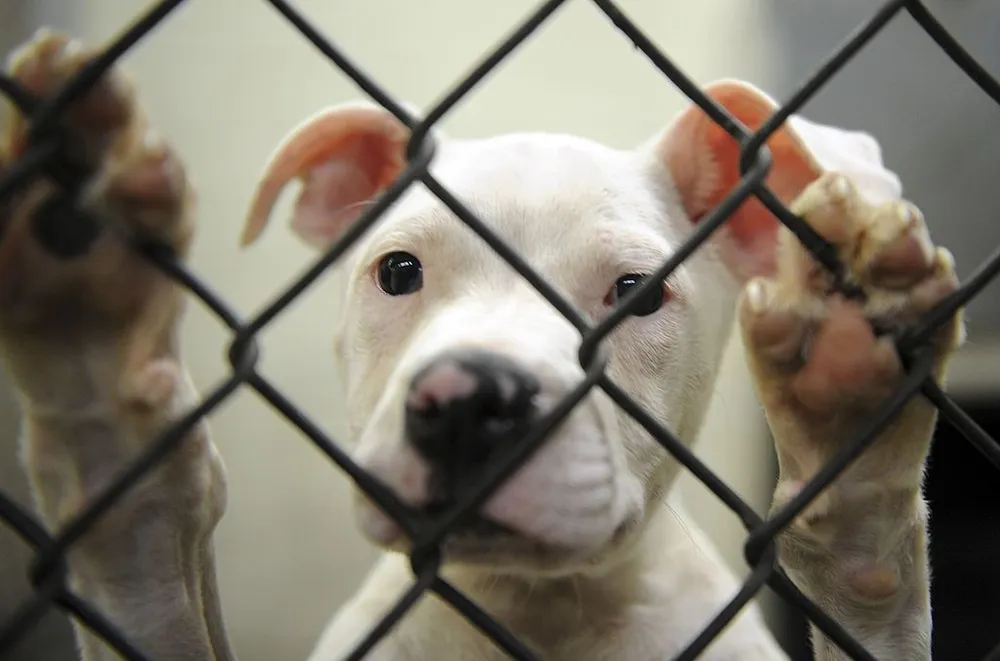 Thành phố Canada cấm nuôi chó Pit Bull ảnh 1 Một chú chó Pit Bull ở trung tâm nuôi dưỡng động vật đang chờ được nhận nuôi.