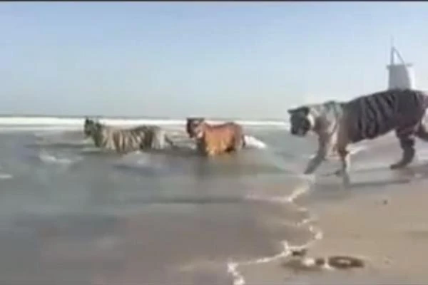 Cọp tắm biển ở Dubai. 