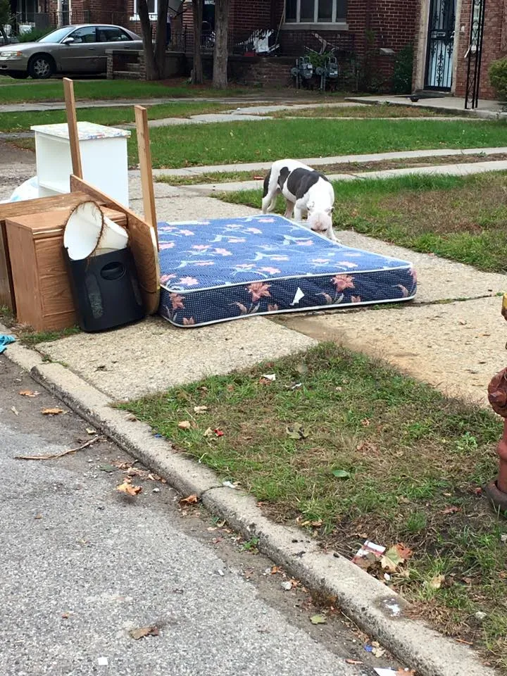 Chú chó Boo bị chủ bỏ rơi sau khi gia đình bị trục xuất. 