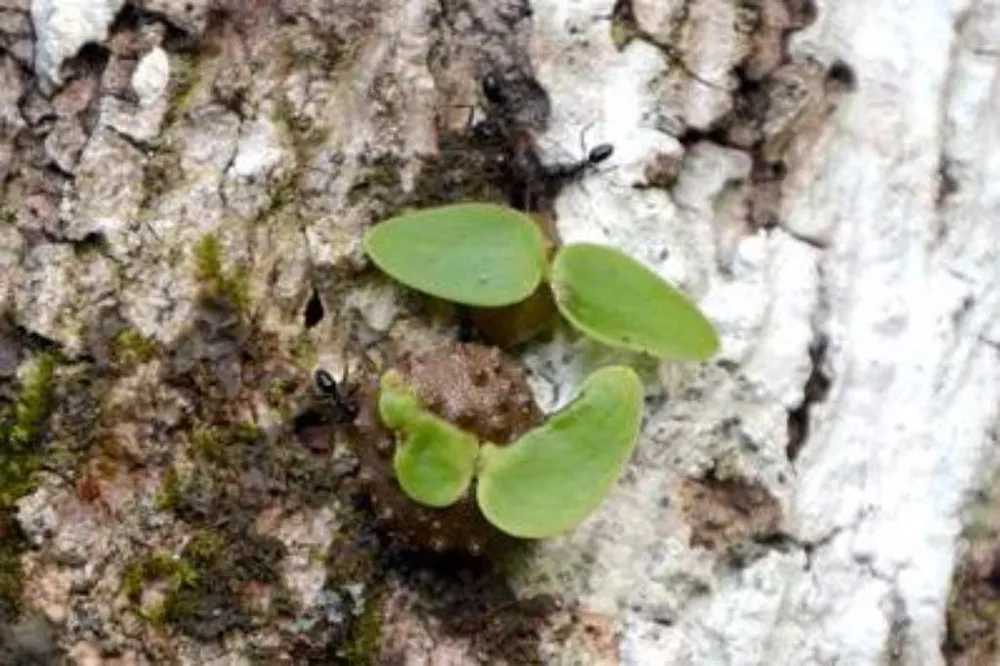 Các chú kiến đang chăm sóc các cây Squamellaria con mọc trên kẽ hở vỏ cây Macaranga. 