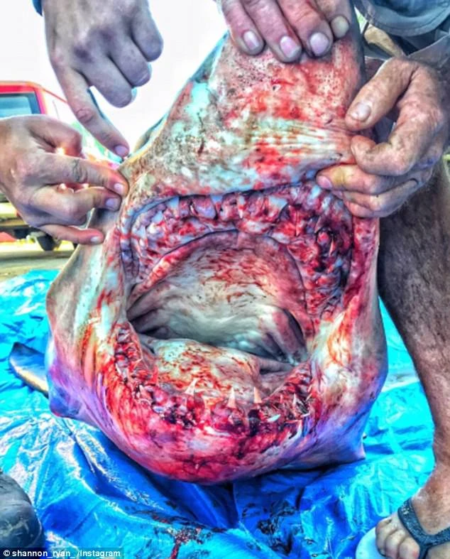 Ông lão đánh cá không biết lý do tại sao con cá mập lại nhảy lên thuyền mình. Ảnh: INSTAGRAM