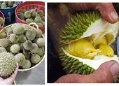 Thực hư về sầu riêng mini hút người dùng