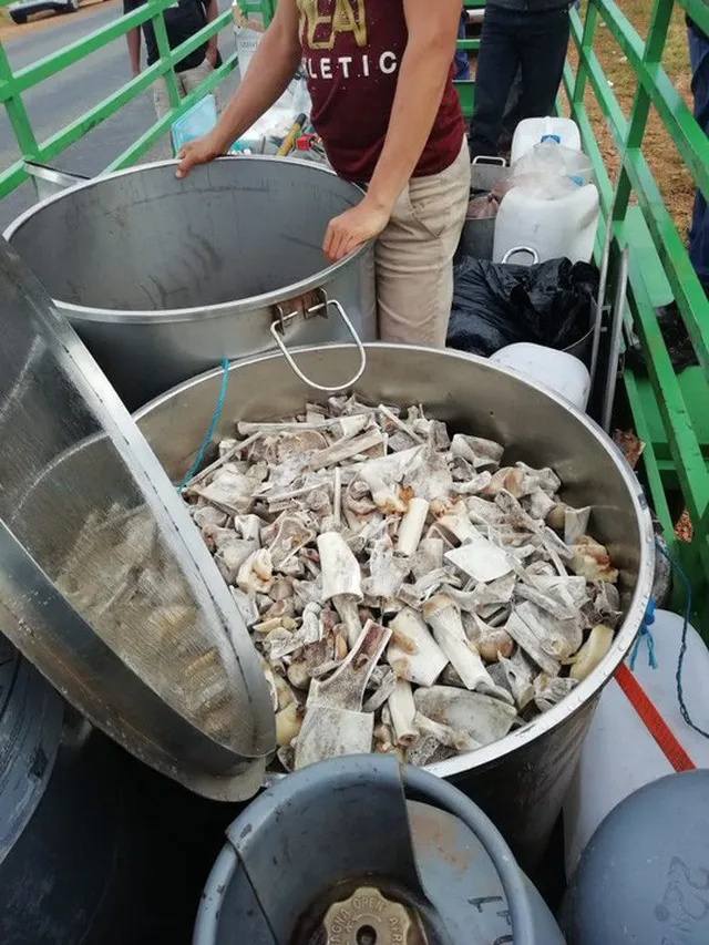 Xương sư tử và xương hổ được cảnh sát thu được trong vụ bắt 6 nam nghi can gần thị trấn Klerksdorp, tỉnh North West (Nam Phi) ngày 25-11. Ảnh: HAWKS