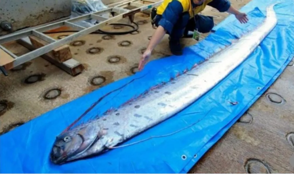 Một con cá mái chèo trôi giạt vào bờ biển Nhật. Ảnh: SCMP