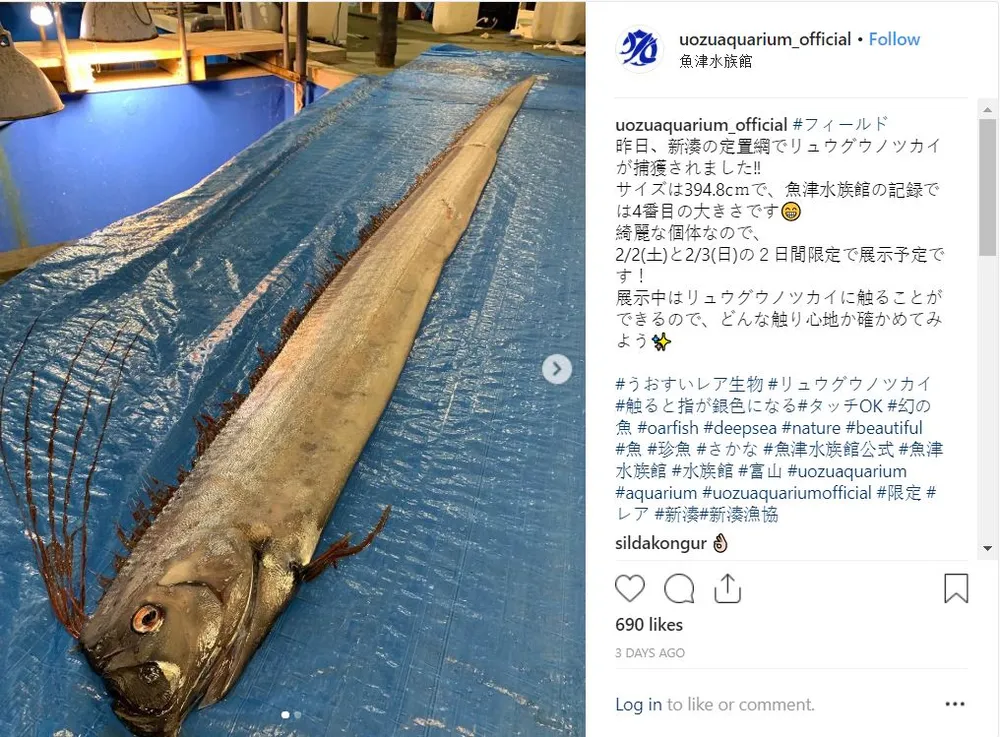 Người dân Nhật lo ngại cá mái chèo trôi vào bờ biển là điềm báo thảm họa động đất sóng thần. Ảnh: INSTAGRAM